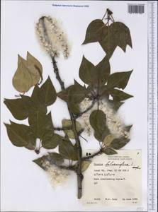 Populus balsamifera, America (AMER) (Canada)