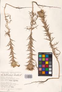 Carthamus lanatus L., Eastern Europe, South Ukrainian region (E12) (Ukraine)