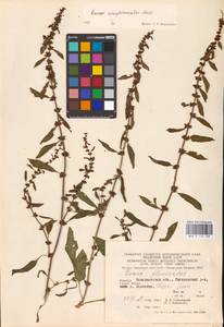 Rumex conglomeratus Murray, Eastern Europe, West Ukrainian region (E13) (Ukraine)