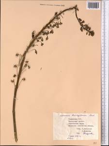 Eremurus brachystemon Vved., Middle Asia, Pamir & Pamiro-Alai (M2) (Tajikistan)