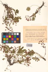 Potentilla humifusa Willd. ex D. F. K. Schltdl., Eastern Europe, Lower Volga region (E9) (Russia)