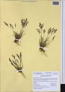 Agrostis rupestris All., Western Europe (EUR) (Italy)