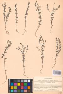 MHA 0 159 192, Linaria cretacea Fisch. ex Spreng., Eastern Europe, North Ukrainian region (E11) (Ukraine)