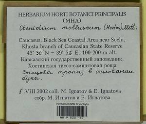 Ctenidium molluscum (Hedw.) Mitt., Bryophytes, Bryophytes - North Caucasus & Ciscaucasia (B12) (Russia)