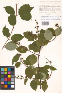 Philadelphus pubescens Loisel., Eastern Europe, Moscow region (E4a) (Russia)