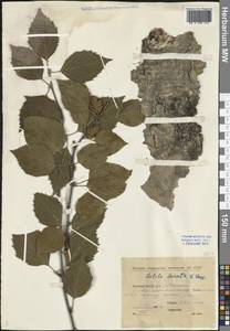 Betula ermanii var. lanata Regel, Siberia, Yakutia (S5) (Russia)