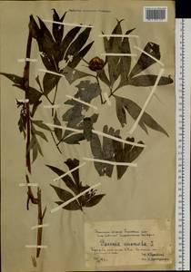 Paeonia anomala L., Siberia, Western Siberia (S1) (Russia)