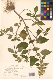 Galeopsis speciosa Mill., Eastern Europe, Moscow region (E4a) (Russia)