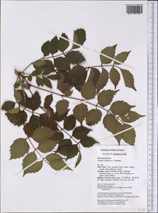 Campsis radicans (L.) Seem., America (AMER) (United States)