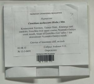 Ctenidium molluscum (Hedw.) Mitt., Bryophytes, Bryophytes - Krasnoyarsk Krai, Tyva & Khakassia (B17) (Russia)