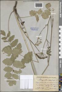 Pimpinella saxifraga L., Eastern Europe, Lower Volga region (E9) (Russia)