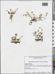 Cherleria arctica (Steven ex Ser.) A. J. Moore & Dillenb., Siberia, Western Siberia (S1) (Russia)