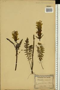 Pedicularis kaufmannii Pinzger, Eastern Europe, South Ukrainian region (E12) (Ukraine)