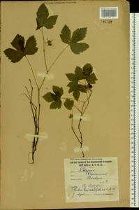 Rubus humulifolius C. A. Mey., Eastern Europe, Northern region (E1) (Russia)