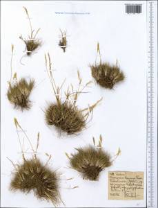 Festuca, Africa (AFR) (Ethiopia)