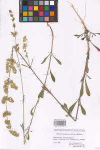 Silene borysthenica (Gruner) Walters, Eastern Europe, Western region (E3) (Russia)