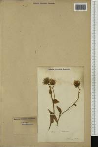 Hieracium villosum Jacq., Western Europe (EUR) (Switzerland)