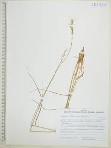 Helictotrichon krylovii (Pavlov) Henrard, Siberia, Russian Far East (S6) (Russia)