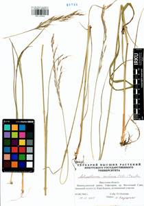 Achnatherum confusum (Litv.) Tzvelev, Siberia, Baikal & Transbaikal region (S4) (Russia)