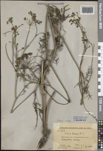 Silaum silaus (L.) Schinz & Thell., Eastern Europe, Central forest-and-steppe region (E6) (Russia)