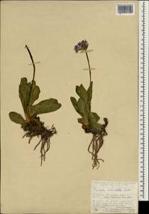 Primula auriculata Lam., South Asia, South Asia (Asia outside ex-Soviet states and Mongolia) (ASIA) (Turkey)