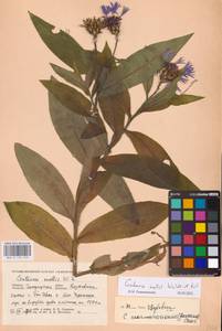 Centaurea mollis Waldst. & Kit., Eastern Europe, West Ukrainian region (E13) (Ukraine)