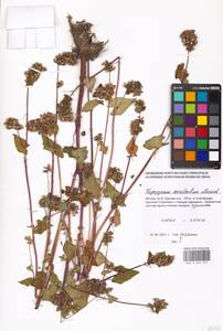 Fagopyrum esculentum Moench, Eastern Europe, Moscow region (E4a) (Russia)