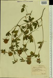 Trifolium pratense L., Eastern Europe, South Ukrainian region (E12) (Ukraine)