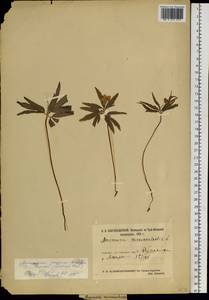 Anemone jenisseensis (Korsh.) Krylov & Steinb., Siberia, Central Siberia (S3) (Russia)