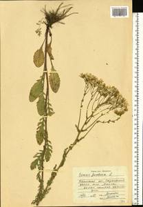 Jacobaea vulgaris subsp. vulgaris, Eastern Europe, Central region (E4) (Russia)