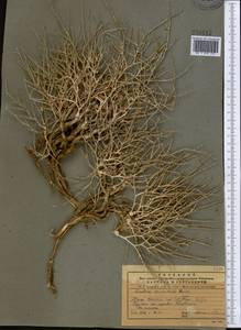 Lactuca orientalis subsp. orientalis, Middle Asia, Pamir & Pamiro-Alai (M2)