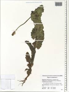Papaver somniferum L., Siberia, Baikal & Transbaikal region (S4) (Russia)