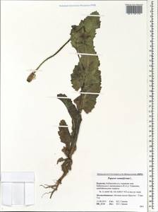 Papaver somniferum L., Siberia, Baikal & Transbaikal region (S4) (Russia)