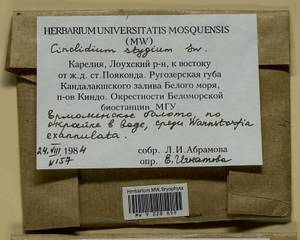 Cinclidium stygium Sw., Bryophytes, Bryophytes - Karelia, Leningrad & Murmansk Oblasts (B4) (Russia)