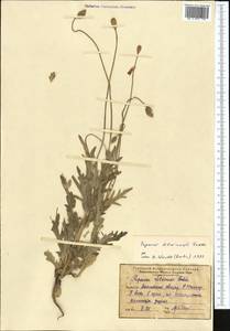 Papaver laevigatum M. Bieb., Middle Asia, Northern & Central Tian Shan (M4) (Kazakhstan)