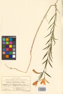 Lilium concolor var. partheneion (Siebold & de Vriese) Baker, Siberia, Russian Far East (S6) (Russia)