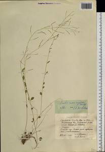 Arabidopsis halleri subsp. gemmifera (Matsum.) O'Kane & Al-Shehbaz, Siberia, Chukotka & Kamchatka (S7) (Russia)