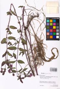 MHA 0 158 418, Mentha × piperita L., Eastern Europe, Central region (E4) (Russia)
