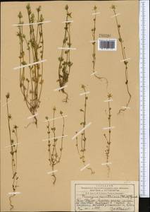 Lomatogonium carinthiacum (Wulfen) Reichenb., Middle Asia, Western Tian Shan & Karatau (M3) (Kazakhstan)