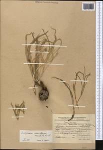 Gelasia circumflexa (Krasch. & Lipsch.) Zaika, Sukhor. & N. Kilian, Middle Asia, Western Tian Shan & Karatau (M3) (Kyrgyzstan)