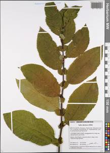 Salix silesiaca Willd., Eastern Europe, Belarus (E3a) (Belarus)