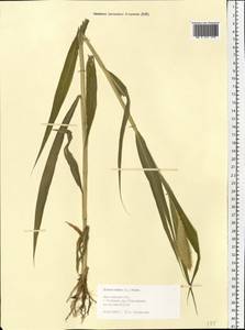 Setaria italica (L.) P.Beauv., Eastern Europe, Central forest region (E5) (Russia)