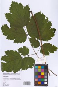 Actaea spicata L., Eastern Europe (no precise locality) (E0)