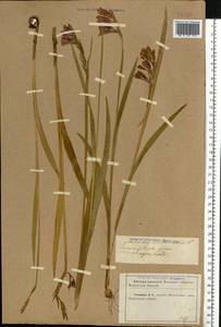 Gladiolus imbricatus L., Eastern Europe, North Ukrainian region (E11) (Ukraine)