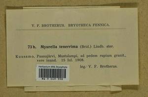 Myurella tenerrima (Brid.) Lindb., Bryophytes, Bryophytes - Karelia, Leningrad & Murmansk Oblasts (B4) (Russia)