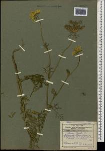 Daucus carota L., Caucasus, Dagestan (K2) (Russia)