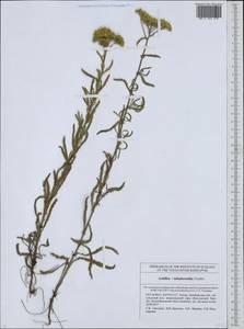 Achillea ×submicrantha Tzvelev, Eastern Europe, Eastern region (E10) (Russia)