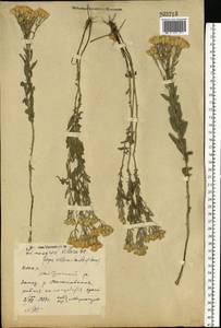 Galatella villosa (L.) Rchb. fil., Eastern Europe, Eastern region (E10) (Russia)