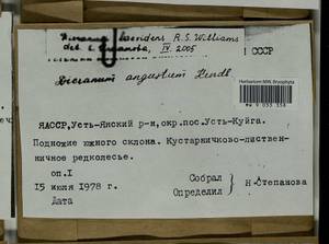 Dicranum laevidens R.S. Williams, Bryophytes, Bryophytes - Yakutia (B19) (Russia)