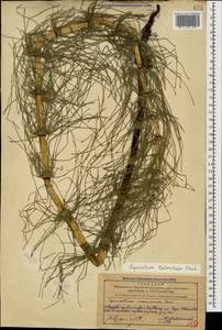 Equisetum telmateia Ehrh., Caucasus, Azerbaijan (K6) (Azerbaijan)